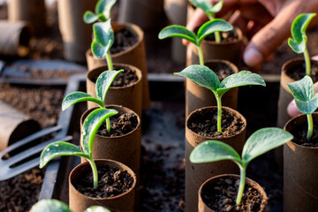 Wall Mural - Numerous seedlings in nursery trays, man's hands planting seedlings planted in toilet paper cores.