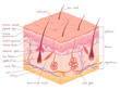 Human skin anatomy epidermis with hair follicle medical vector illustration.