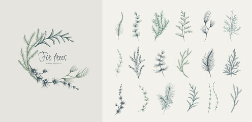 Evergreen plants floral logo and branch set. Fir trees Hand drawn line winter plant, herb with elegant leaves for christmas invitation, save the date card. Botanical rustic trendy greenery