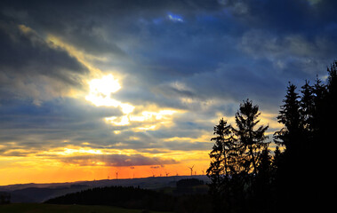 Wall Mural - sunset and silhouette of tree on colorful night sky.