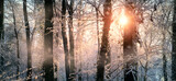 Fototapeta Na ścianę - Enchanted winter scene with the rays of sun falling on the snow covered trees and branches in a forest and painting them in pastel warm colors