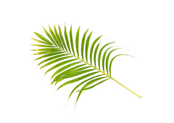 Sticker - green leaf of palm tree on white background