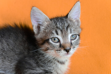  A small striped kitten on a yellow background