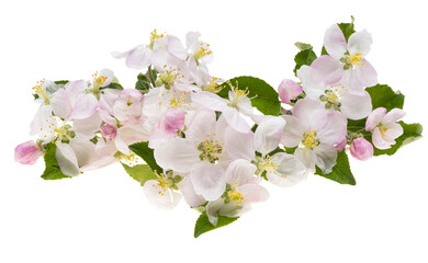 Wall Mural - apple tree flowers isolated