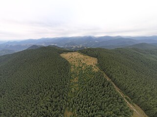 Wall Mural - Panoramic aerial view of mountain hills covered with evergreen pine trees. Dramatic cloudy sky.