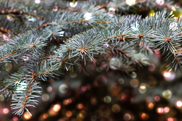 Christmas tree on blurred background.