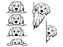Set Of Peeking Golden Retriever Of The Corner. Collection Of Dogs Looking Out The Window. Vector Illustration On White Background. Spying Pets. Tattoo.
