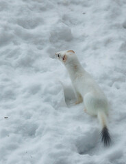 Wall Mural - Snow White ermine short tailed weasel