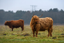 Long-haired Scottish Highland Cattle In The Field