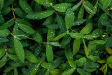 Honeysuckle Leaves With Raindrops Right, Natural Texture