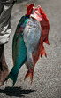 frisch gefangene Fische, Seychellen