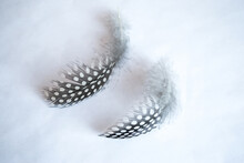 Small Guinea Fowl Feather On White Background Top View