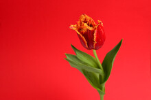 Tulip In A Pot  On A  Red Background. Copy Space.