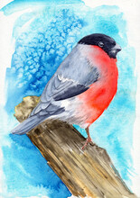 Watercolor Illustration Of A Small Fluffy Bullfinch With A Red Belly Sitting On A Tree Knot On A Blue Background