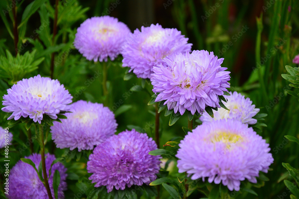 Purple aster flowers grow in a flower bed. Autumn flowers. Asters of the color of very peri. The trending color of 2022