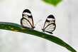 Greta oto, two window butterflies on green leaf, natural symmetry
