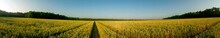 Panorama Of Wheat Field. Sunny Day And Green Trees On The Background.