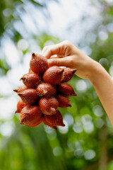 Wall Mural - Female hand with Salak or snake fruit