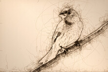 Sketch Of Curious House Finch Perched In A Tree
