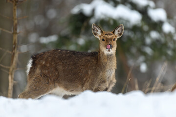 Fototapete - Female deer in the winter forest. Animal in natural habitat