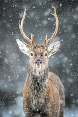 Fototapete - Portrait male deer in the winter forest. Animal in natural habitat