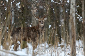 Fototapete - Male deer in the winter forest. Animal in natural habitat