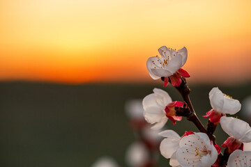 Close-up of a white red fruit blossom in the orange dusk on the right side of the image. In the upper third of the picture the orange sky and below the green ground