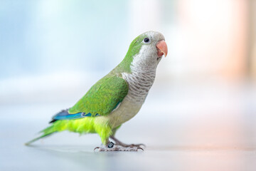 close up of a Quaker parrot