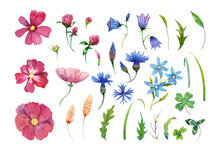 Wildflowers Watercolor Set. Cosmos Flowers, Cornflower, Clover, Bells, Ears And Leaves. Isolated On White.