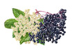 Elderberry watercolor illustration isolated on white background