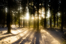 Beautiful Forest Landscape For The Background. The Light Of The Sun Through The Trees In Winter At Sunset.