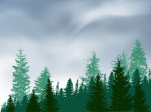 High Pines And Fir Trees Forest Under Grey Sky