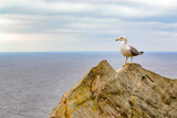 Fototapeta Morze - goéland bird sea roc 