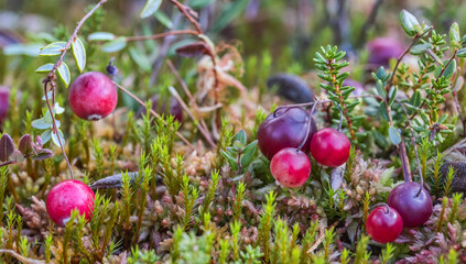 ripe red cranberries in green moss