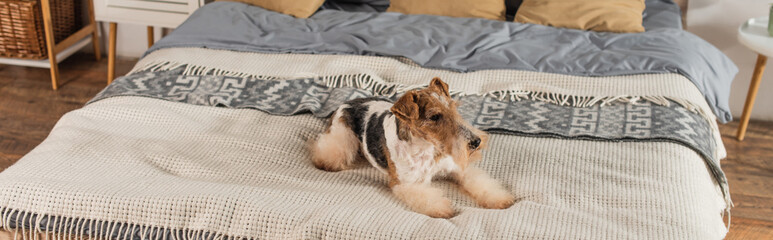  curly wirehaired fox terrier lying on blanket in bedroom, banner.