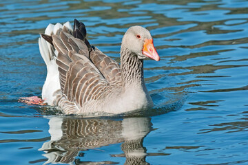 Canvas Print - greylag goose in a little lake