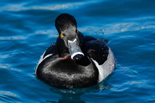 Ring-necked Duck - Male - Arizona