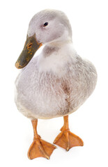 Poster - White beautiful duck.