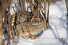 Eastern Cottontail In Canadian Winter