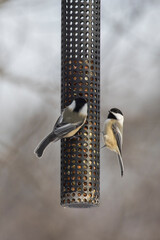 Poster - black-capped chickadee (Poecile atricapillus) at feeder in  winter