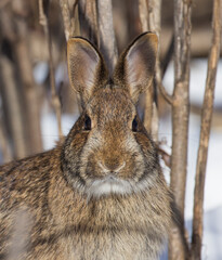 Wall Mural - eastern cottontail in Canadian winter
