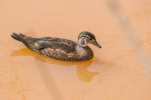 Juvenile Male Wood Duck