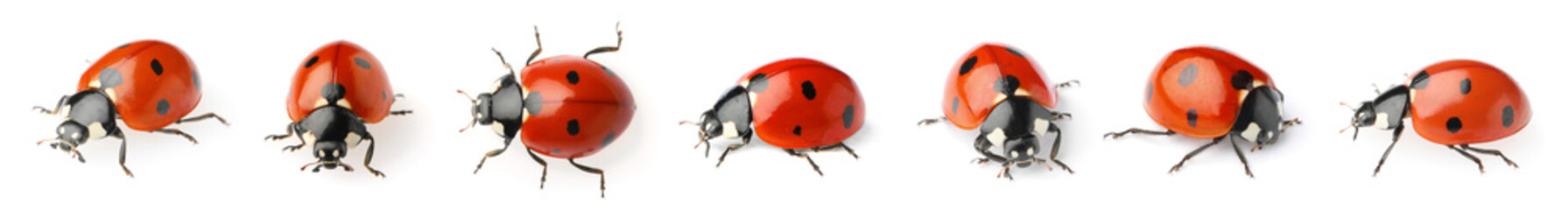 Set with beautiful ladybugs on white background. Banner design