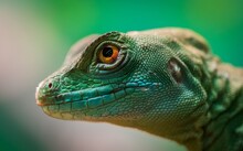 Green Iguana Close Up