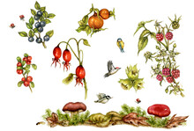 Watercolor Botanical Illustration Of Different Element Of Autumn Season: Berries, Blackberries, Hazelnut, Mushrooms, Foliage, Tits, Woodpecker. Handmade