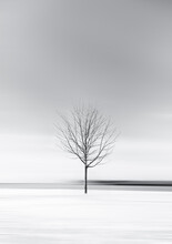 Minimalist Black And White Image Of Lone Tree On A Snowy Winter Day.