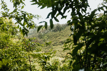 Wall Mural - View of Hawaii forest through trees and plants during summer