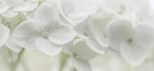 Background From White Flowers. Hydrangea Or Hortensia In Blossom.