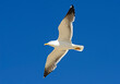 © Cosmin - Seagull flying with the wings spread out and a lovely sky in the background.