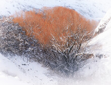 A Fire Orange Tree Growing With Some Bare Brush In A Snowy Canyon. Fog Settles In The Foreground Of The Photo. 